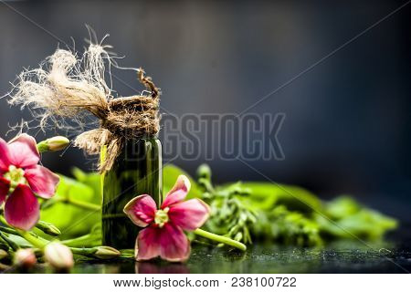Ayurvedic And Floral Essence Of Rangoon Creeper Or Chinese Honeysuckle Or Madhumalti In A Transparen