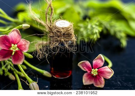 Red Colored Ayurvedic And Floral Essence Of Rangoon Creeper Or Chinese Honeysuckle Or Madhumalti In