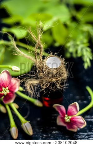 Red Colored Ayurvedic And Floral Essence Of Rangoon Creeper Or Chinese Honeysuckle Or Madhumalti In