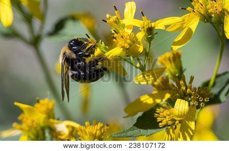 A Honey Bee Clings To A Small Yellow Wildflower As It Collects Food.