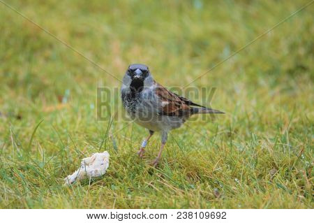 House Sparrow ,male, Feeding On Lawn In Garden