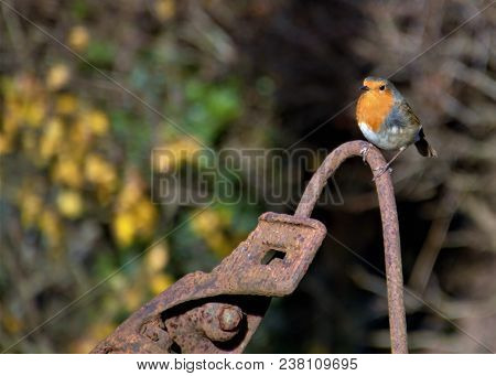 Robin On Old Farm Machinery, Perched, Oxford Canal