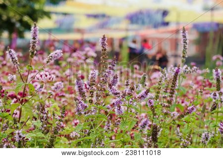 Laver Flower Field Background. Green And Violet Colors