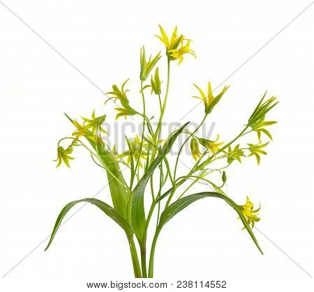 Gagea Or Yellow Star-of-bethlehem For The Common European Species, Gagea Lutea. Isolated.