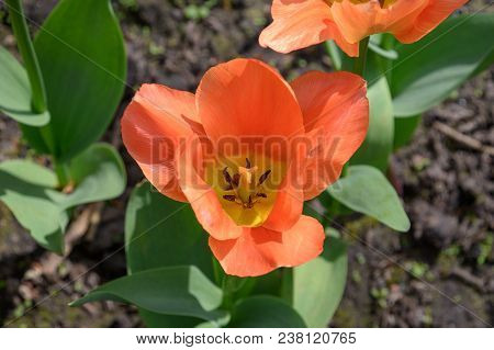 Close View Of An Apricot Emperer Tulip Bloom Flower