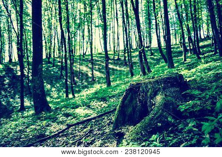 Stump Of Cutted Tree In The Forest