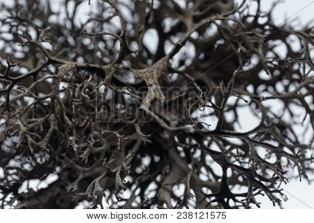 Nature Backgrounds. Natural White Moss Extreme Closeup Background.