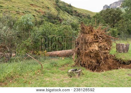 The Exposed Roots Of A Huge Pine Tree Toppled By Strong Winds In The Kwazulu-natal Drakensberg