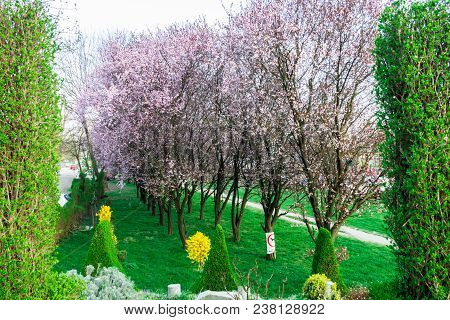 Green Hedge Or Green Leaves Wall On Isolated
