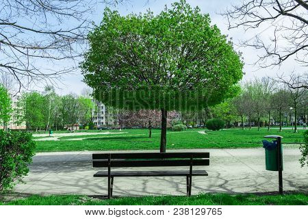 Wooden Bench In The City Park, Tree