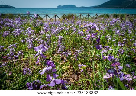 Meadow Near The Beach Of Mugoni