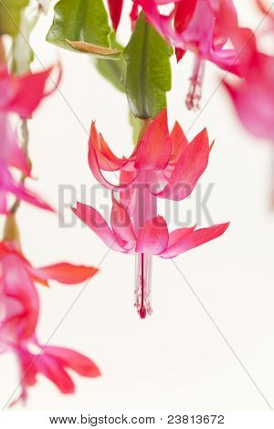 圣诞仙人掌的细节