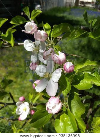 Pink And White Spring Apple Tree Blossoms