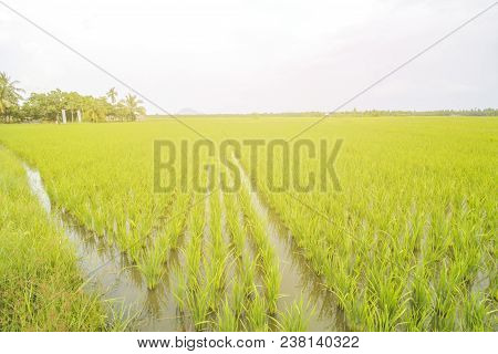 Beautiful Rice Field, Beautiful Paddy Field, South Borneo Indonesia