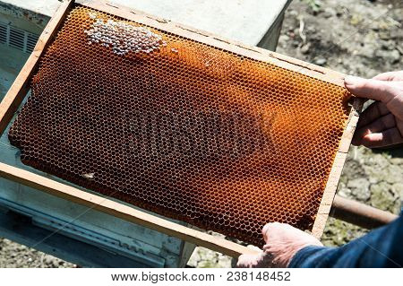 The Bee-keeper Pulls Honeycombs From The Beehive