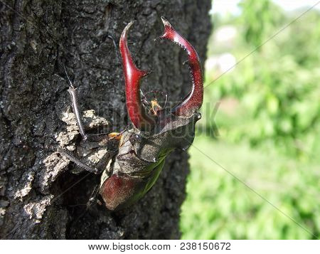 Beetle Deer Isolated Close-up In Nature Habitat.
