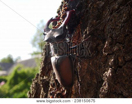 Beetle Deer Isolated Close-up In Nature Habitat.