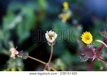 Thymophyllia, Yellow Flowers, Natural Summer Background, Blurred Image, Selective Focus