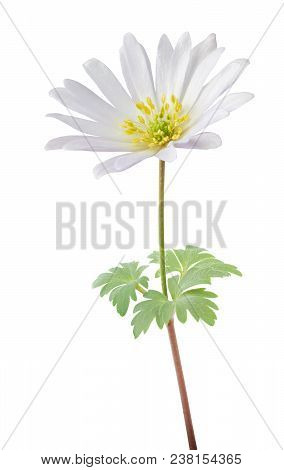 Lovely Anemone (daisy, Windröschen) Isolated On White Background. Germany