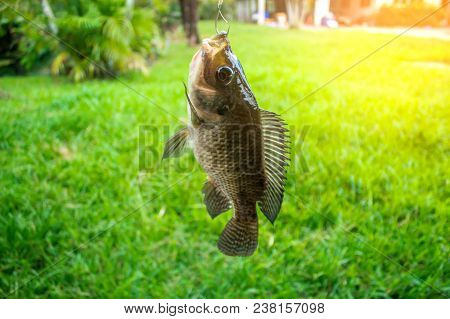 Fishing Nile Oreochromis Niloticus In The Pond From Phuket Thailand