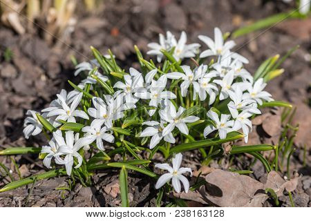 White Chionodoxa In The Spring Garden Closeup