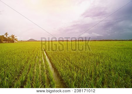 Rice Field Landscape, Paddy Field Landscape, South Borneo Indonesia
