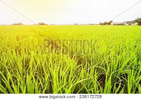 Rice Field Landscape, Paddy Field Landscape, South Borneo Indonesia