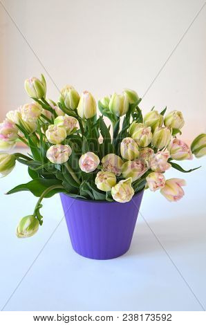 Tulip Finola Terry Early Pink And Avan Garde Gentle Yellow. Flowers In The Flowerpot