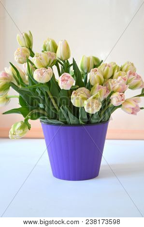 Tulip Finola Terry Early Pink And Avan Garde Gentle Yellow. Flowers In The Flowerpot
