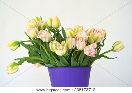 Tulip Finola Terry Early Pink And Avan Garde Gentle Yellow. Flowers In The Flowerpot