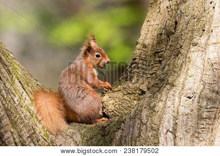 British Native Red Squirrel In Tree Cleft On Brownsea Island, Dorset.