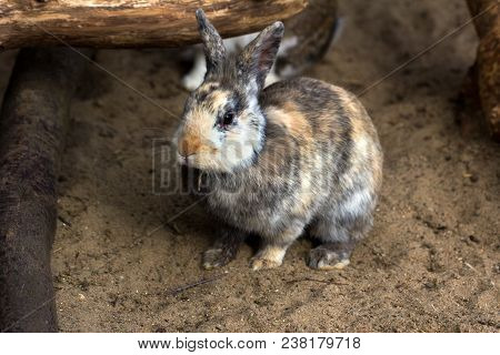 Full Body Of Multicolor Domestic Pygmy Rabbit.