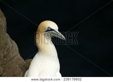 Close-up Of A Northern Gannet (morus Bassana) Against Black Background In Noss, Shetland Islands, Uk
