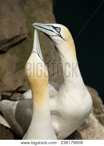 Close-up Of Northern Gannet (morus Bassana) Display During Breeding Season, Noss, Shetland, Uk.