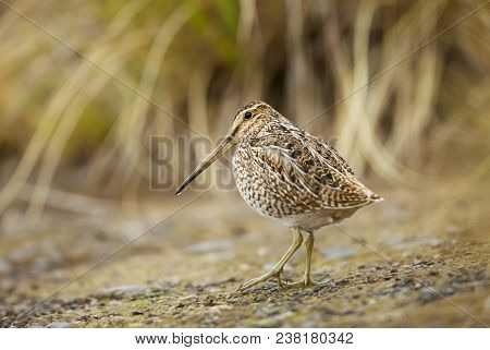 Close-up Of A Snipe Standing In A Coastal Area Of Falkland Islands.
