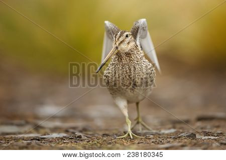 Close-up Of A Snipe With Spreaded Wings In A Coastal Area, Falkland Islands.