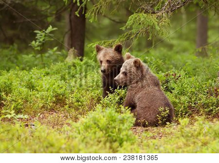 Two European Brown Bear (ursos Arctos) Cubs In Boreal Forest, Finland.