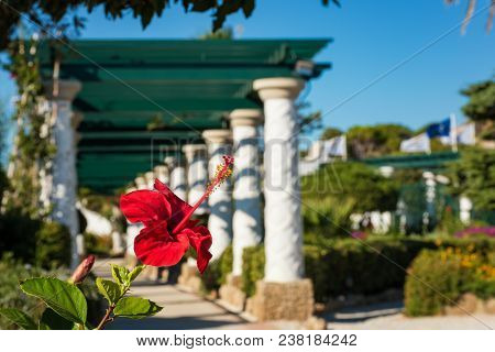 Flower In Front Of Pergola Walk In Gardens  (rhodes, Greece)