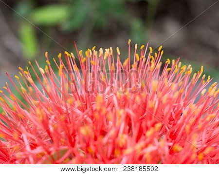 Close Up Red Blood Lily , Red Flower .beautiful.