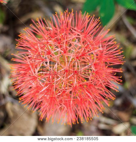 Close Up Red Blood Lily , Red Flower .beautiful.