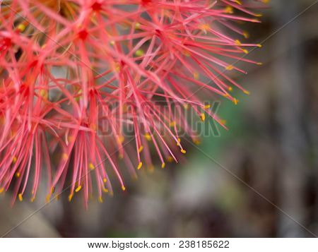 Close Up Red Blood Lily , Red Flower .beautiful.
