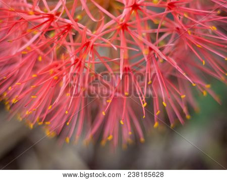 Close Up Red Blood Lily , Red Flower .beautiful.