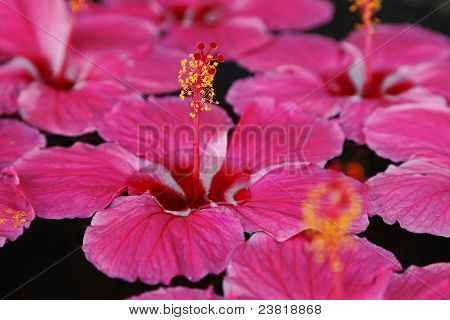 Close Up Hibiscus auf Wasser fünf Blütenblatt indische Blume rosa