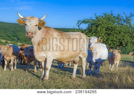 Cows Grazing At The Green Meadow In Sunset