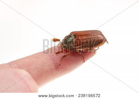 Cockchafer (melolontha Melolontha) On A White Background