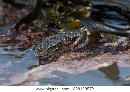 European Green Crab (carcinus Maenus) Emerging From Tide Pool