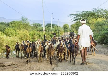 Goat Keeper Pays Attention For His Goats At The Damaged Local Road