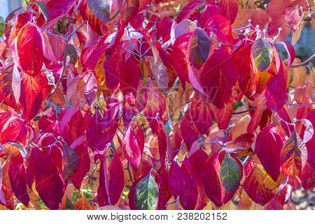 Trees In Indian Summer Colors In The Grueneburg Park In Frankfurt