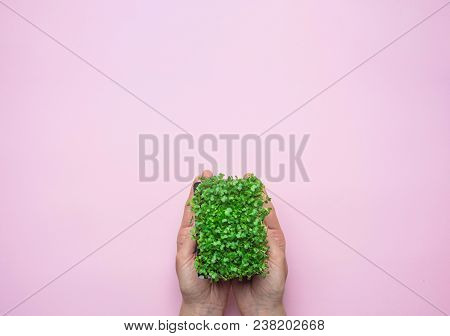 Young Caucasian Woman Holding In Hand Pot With Fresh Green Sprouts Of Water Cress On Pastel Pink Bac