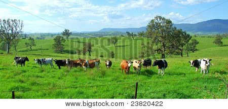 Vacas lecheras en campo